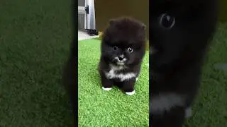 The perfect bear-shaped Pomeranian is excited💕💕 #cutedog #cutepuppy #cute #miniteacup #pomeranian
