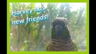 Another Harvey Medley (and introducing new friends!)