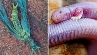 WHAT ARE THESE CREATURES? You Definitely Haven’t Seen Them Before