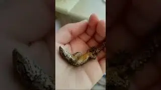 У Сони новый питомец, который спит на её ручках!