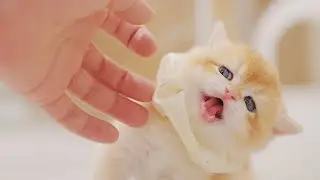 Kitten Mustard Bites Me Like Crazy🤣