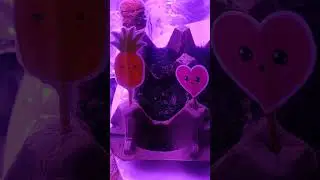 Tomato Plant update: x2 Breached surface on day 7. (Blue Dream). 1.29.26