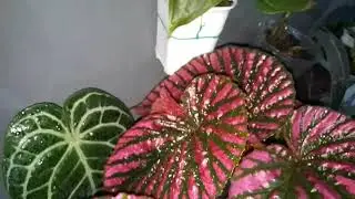 begonia rex walet indukan for sale