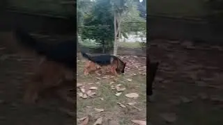 German shepherd marking territory