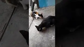 kucing hitam dan belang lagi makan