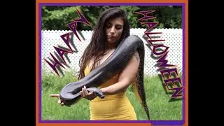 Ghoulish Blood/Short Tailed Pythons!