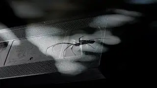 The Adult Film involving a Giant Spider (NSFW)