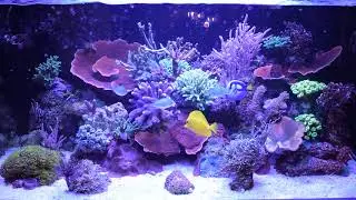 360l akwarium morskie Steronia