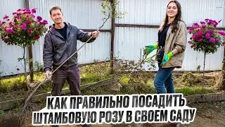 Посадка Штамбовых Роз//Секреты Успешной Приживаемости//
