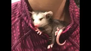НЕОБЫЧНЫЕ ДОМАШНИЕ ЖИВОТНЫЕ  ЗАБАВНЫЙ ОПОССУМ  FUNNY POSSUM