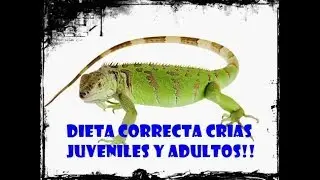 Dieta correcta de la iguana verde Crias, Juveniles y adultos !! La mejor dieta!¿Que come una iguana?