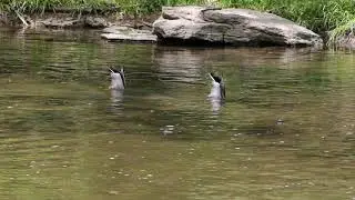 Ducks in Cherokee Park, Louisville KY