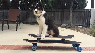 Wily Riley's Wild Ride - Skateboard Riding Australian Shepherd Puppy Dog
