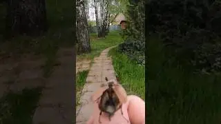 Интересные факты про майского жука!!!🐞 #shorts #тикток #рекомендации