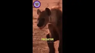 What Happened To This Hyena?