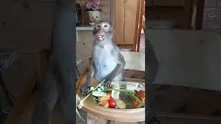 Рина, Семён и "ленивая пицца" 🤭😋🐒 #обезьяна #animals #животные #monkey #зоо #mukbang #питомец#макака