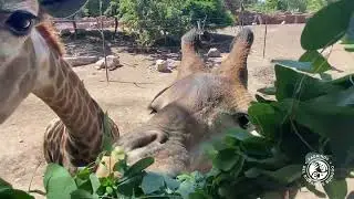 Nuestra Jirafa, Gema, recibió su regalo de Navidad