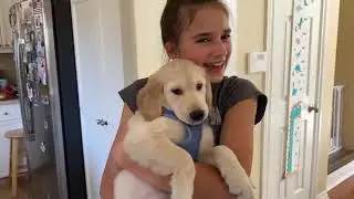 My NEW Golden Retriever Puppy  The First Week with  Cashew