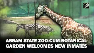 Assam State Zoo-Cum-Botanical Garden welcomes 5 new inmates, receives Zebras after three decades