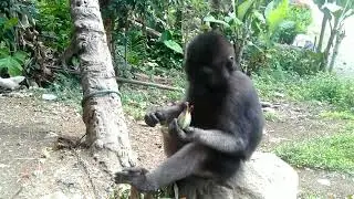 MONYET LAGI SANTAI