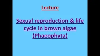 Sexual reproduction & life cycle in Brown Algae #brownalgae #pheophyceae