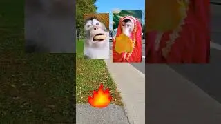 пападос 😶 