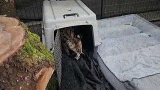 gaining the servals trust