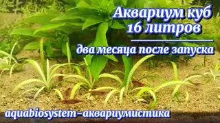 Aquarium 16 liters two months after launch. Review.