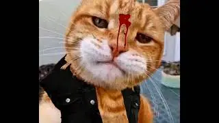 Jon Meowxly x2