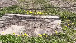 УЖЕ СКОРО НА ВСЕХ УЛИЦАХ ГОРОДА ДАЛЬНИЙ ВОСТОК ХАБАРОВСК СЕГОДНЯ