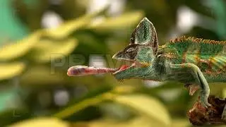 the lizard