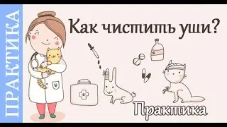 Как чистить уши собаке. Советы ветеринара.