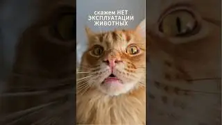 А ваши котики стараются для вас? 
