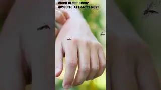 Mosquito Magnetism🤔 -  Which blood group mosquito prefer#shorts #facts #viral