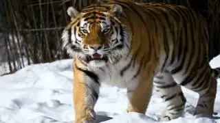 ЛУЧШИЕ ФОТО ТИГРА | Фото АМУРСКИЙ ТИГР #shorts