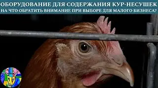 Разведение кур-несушек. Как выбрать оборудование?