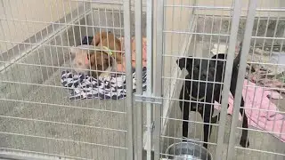 California group rescues dogs from overcrowded shelters