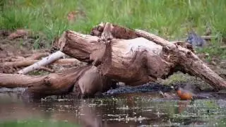 Птичка и природа