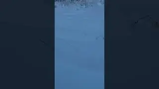 Глухарь!