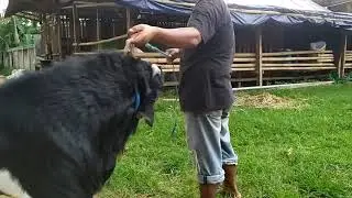 Kambing Etawa Jantan TB95 Sawangan Depok