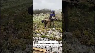 Готовим розы к зиме на поле.