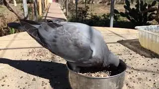 beautiful pigeon status 🕊️🥰 #pigeon #pigeontraining #viral #youtubeshorts #kabutar #kabutarbaz