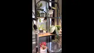 My plants shelf