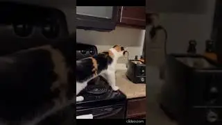 if you laugh, you lose v2