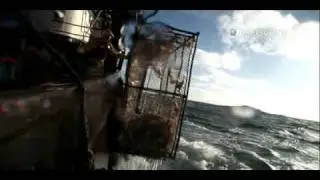 Deadliest Catch: Bait Boy