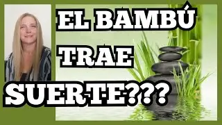 🍀el BAMBÚ TRAE SUERTE❓ El bambu da SUERTE │ lucky bambu da suerte@VeronicaCampaniniPlantas