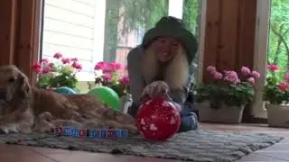 Щенки ретривера на воздушных шариках/Retriever puppies on baloons