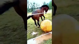 🐎 Mistakes to avoid with a horse 😱