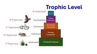 Trophic level | organism's feeding relationship | Primary producer | Primary consumer |