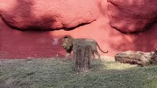 Amazing Lion - Nehru Zoological Park Hyderabad Telangana